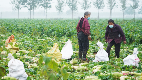 鄭州農(nóng)戶60余萬斤蘿卜滯銷，拼多多愛心助力