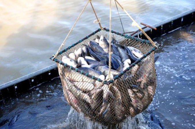 農(nóng)業(yè)農(nóng)村部：2025年國內(nèi)海洋捕撈總量保持在1000萬噸以內(nèi)