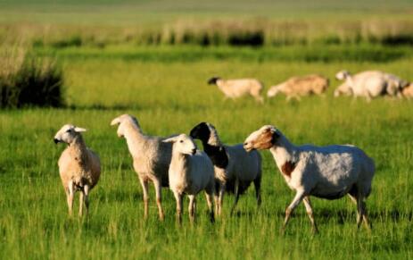 內(nèi)蒙古推動“蒙”字標(biāo)成為生態(tài)優(yōu)質(zhì)農(nóng)畜產(chǎn)品代名詞