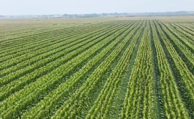 農(nóng)業(yè)農(nóng)村部：穩(wěn)面積、多增產(chǎn) 實施大豆玉米單產(chǎn)提升工程