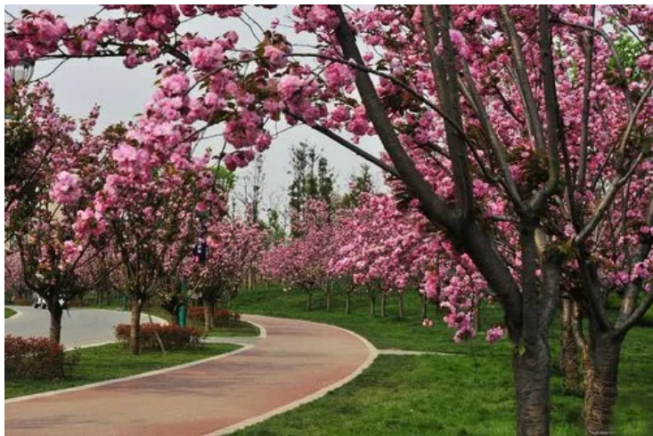 青白江賞櫻季：帶來了人氣，帶熱了經(jīng)濟