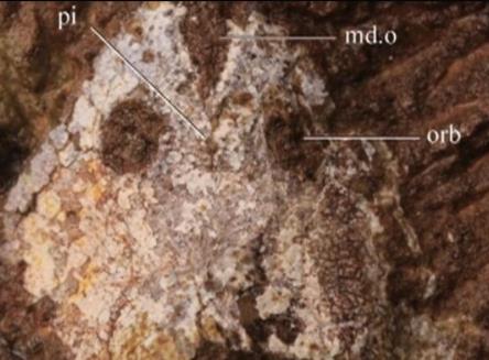 我國(guó)科學(xué)家發(fā)現(xiàn)4.38億年前古魚(yú)類新屬種“九江江夏魚(yú)”