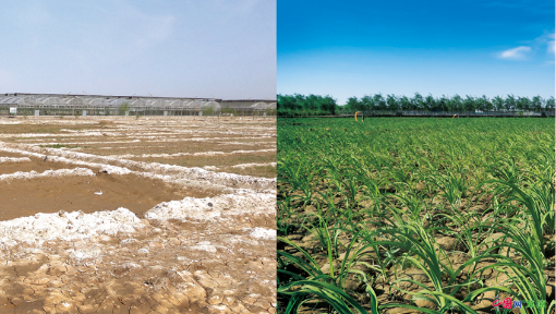 我國強(qiáng)化鹽堿地治理改造 喚醒“沉睡”的耕地后備資源