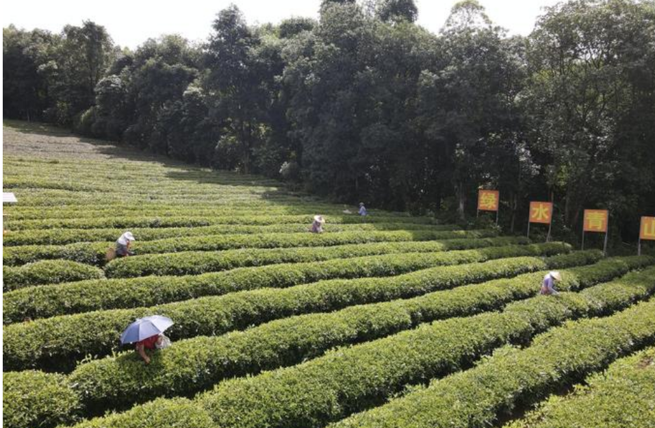 從茶“葉”到茶“業(yè)”，一片葉子富一方百姓