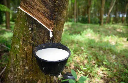 印尼前5個月天膠、混合膠合計出口量同比降13.3%