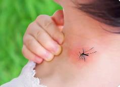 今夏北京蚊子變少了？疾控部門回應(yīng)：是熱“懶”了