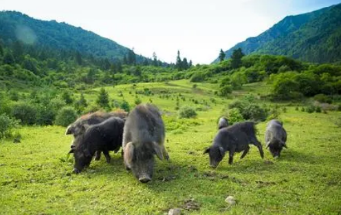 我國加快地方特色豬種資源保護(hù)利用