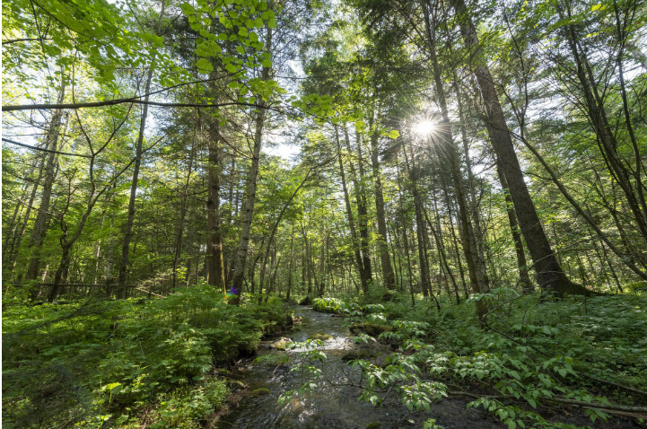 黑龍江伊春市打造森林里的“中央廚房”
