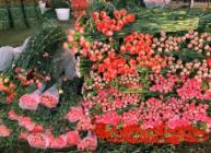 暑期游、避暑游帶動(dòng)斗南花市消費(fèi) 日銷鮮花近3千萬枝