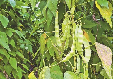 黑龍江蘭西油豆角產(chǎn)業(yè)布局劃重點