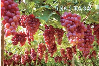 運(yùn)費(fèi)低速度快 內(nèi)蒙古烏海葡萄“打飛的”銷(xiāo)往全國(guó)