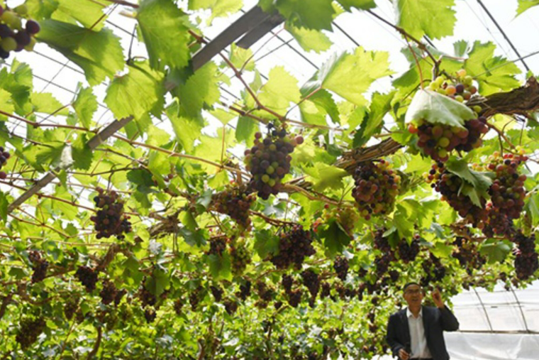 打好“三張牌” 做強“土特產(chǎn)”——山西探索“特”“優(yōu)”農(nóng)業(yè)發(fā)展路徑