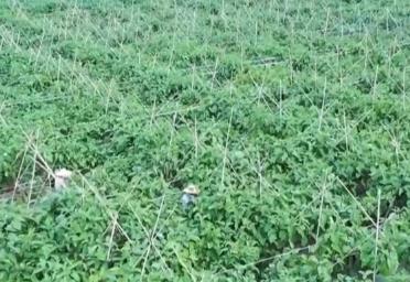 多地“菜籃子”節(jié)后價格出現回落 全國供應形勢穩(wěn)定向好