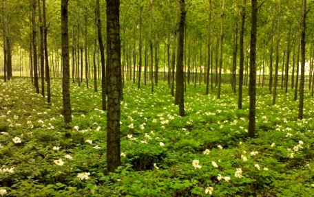 穩(wěn)、活、融、試　集體林權(quán)制度改革提速