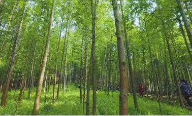 促進林業(yè)高質(zhì)量發(fā)展 推動山區(qū)林區(qū)鄉(xiāng)村振興