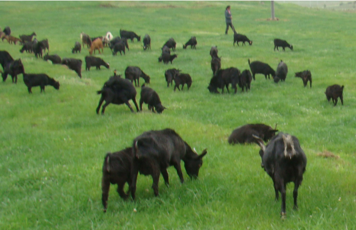 山西省首個(gè)畜牧類區(qū)域公用品牌“晉城黑山羊”正式發(fā)布