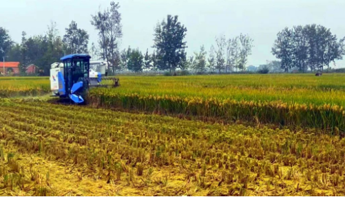 穩(wěn)產(chǎn)增收好“豐景” 播撒來(lái)年新希望——多地秋收冬種一線掃描