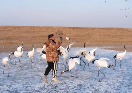 黑龍江濕地保護顯效果：珍禽數(shù)量增多，探索鶴類繁育野化新路