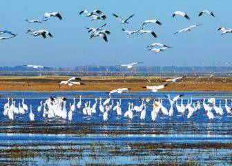首批陸生野生動物重要棲息地名錄發(fā)布