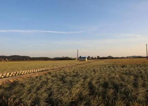 廣東全域土地綜合整治試點(diǎn)三年，開展農(nóng)用地整理6.1萬畝