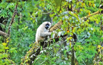 我國明確生物多樣性保護“路線圖”