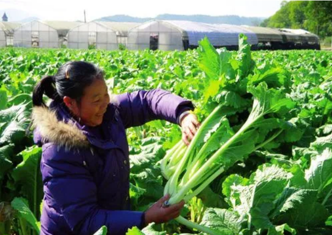 點綠成金 廣州增城“土特產(chǎn)”激活產(chǎn)業(yè)振興大引擎