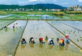 福建省春耕備耕工作有序開(kāi)展