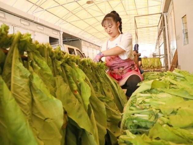 湖北利川：種煙“種”出好日子