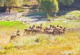 有國家Ⅰ級保護動物50種、Ⅰ級保護植物2種　內(nèi)蒙古野生動植物保護成效顯著