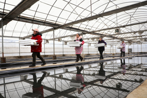 湖北利川：產(chǎn)業(yè)“棚”勃發(fā)展“育”出鄉(xiāng)村振興致富路