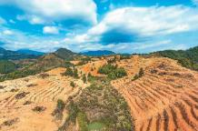 全國(guó)經(jīng)濟(jì)林產(chǎn)量達(dá)2.26億噸 森林“糧庫(kù)”里都有啥？