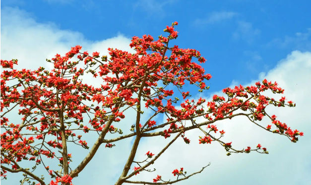 延伸產(chǎn)業(yè)鏈 海南昌江木棉開(kāi)出“致富花”