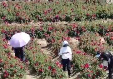 “美麗經(jīng)濟(jì)”為鄉(xiāng)村振興添動能 釋放消費潛力