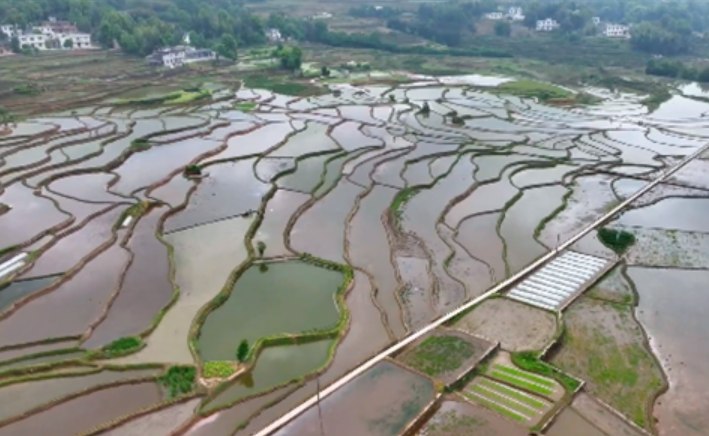 四川將建設(shè)1000個糧油千畝高產(chǎn)片