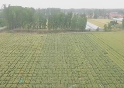 多種糧、種好糧，有底氣！“三位一體”收益保障為農(nóng)民種糧兜底