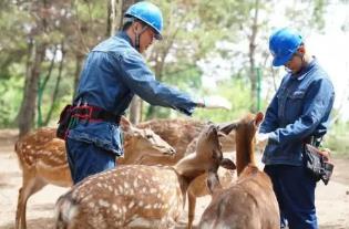 “中國梅花鹿之鄉(xiāng)”迎來第一茬鹿茸收割季