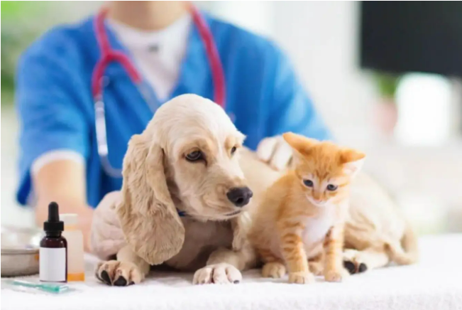 “寵物經(jīng)濟(jì)”開(kāi)拓千億級(jí)市場(chǎng)