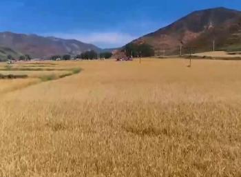 豐收啦！金色沃野好“豐”景 魚躍人歡產(chǎn)業(yè)旺