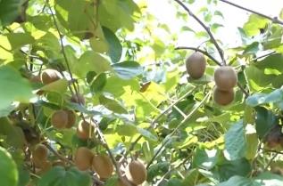 水果“復合種植”迎豐收 提質(zhì)增產(chǎn)“套出”致富新路