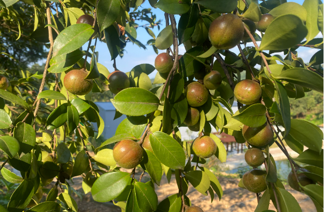 河南商城：油茶樹結出“致富果”