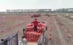 助力南北雙豐收！“北薯南種”打通了這條產業(yè)鏈