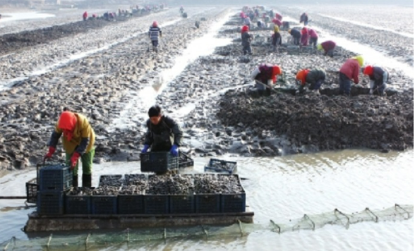 廣西首次實現(xiàn)海域使用權(quán)證、水域灘涂養(yǎng)殖證同發(fā)