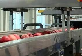 “蘋(píng)果之鄉(xiāng)”延安洛川：產(chǎn)業(yè)協(xié)作助蘋(píng)果“漂亮”遠(yuǎn)行