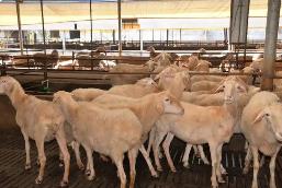 新版《河南省畜牧條例》實施 增設(shè)“畜禽屠宰”專章