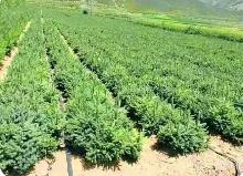 去年內蒙古出口282．6萬株苗木支持蒙古國防沙治沙