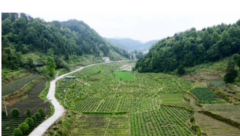 貴州鳳岡：壯大村級集體經(jīng)濟激活鄉(xiāng)村發(fā)展“新動能”