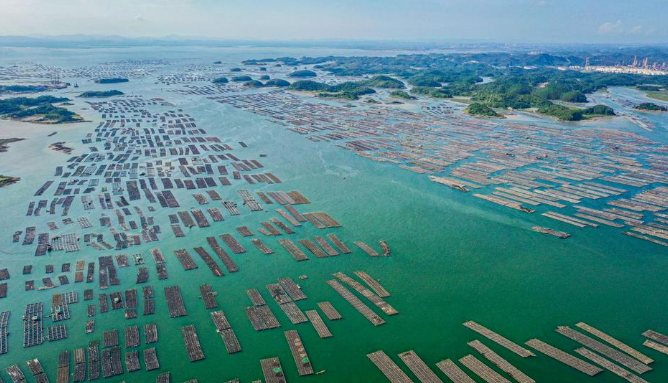 廣西首宗大蠔碳匯交易落地欽州