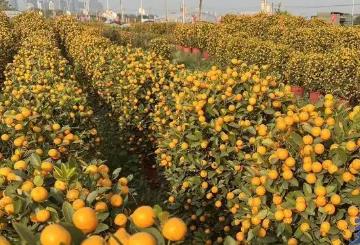 “歷年來行情最好的一年！”廣州“年桔之鄉(xiāng)”喜迎大豐收