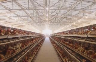 雞蛋消費進入旺季 蛋雞養(yǎng)殖效益處于高水平 養(yǎng)殖戶積極擴欄