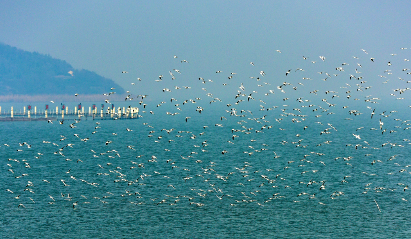 太湖全年平均水質(zhì)30年來首次達(dá)良好湖泊標(biāo)準(zhǔn)